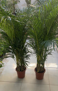 Pair of Areca (130-150 cm)
