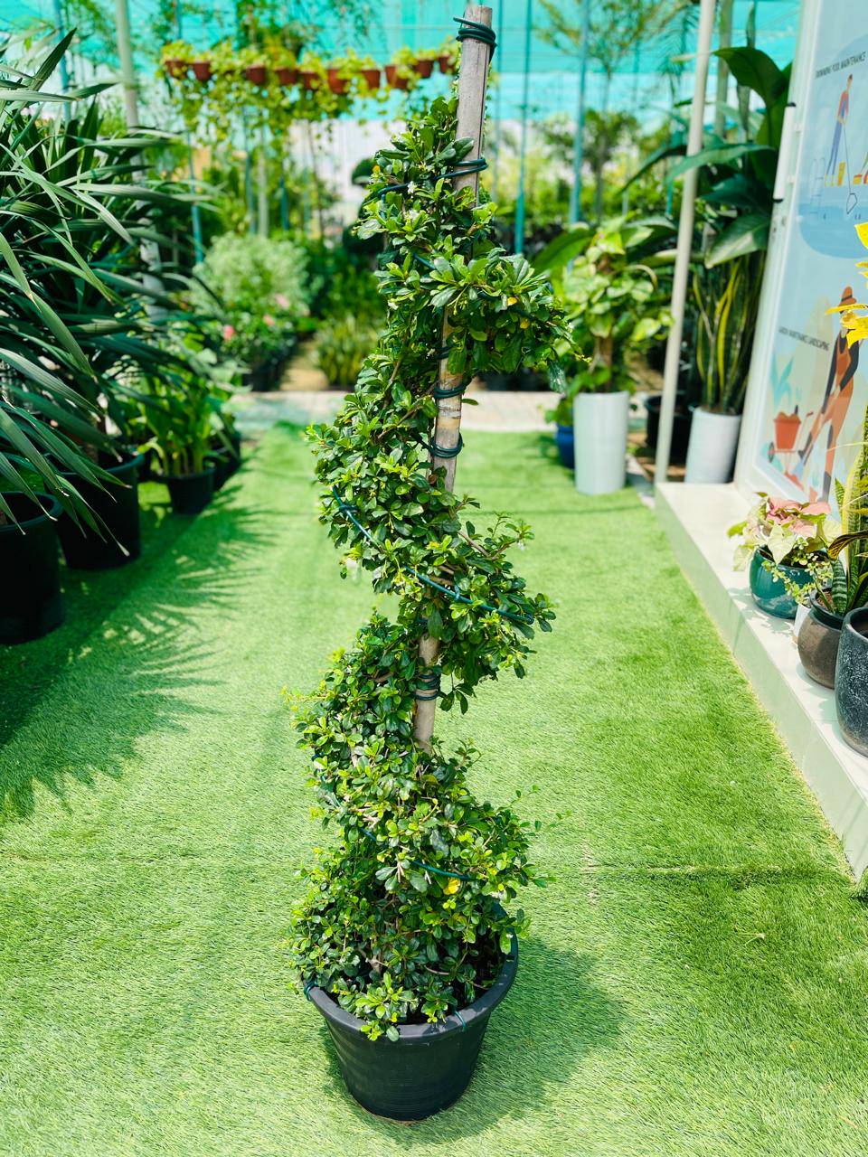 Spiral-shaped potted shrub in a dark plastic nursery pot, with dense green leaves
