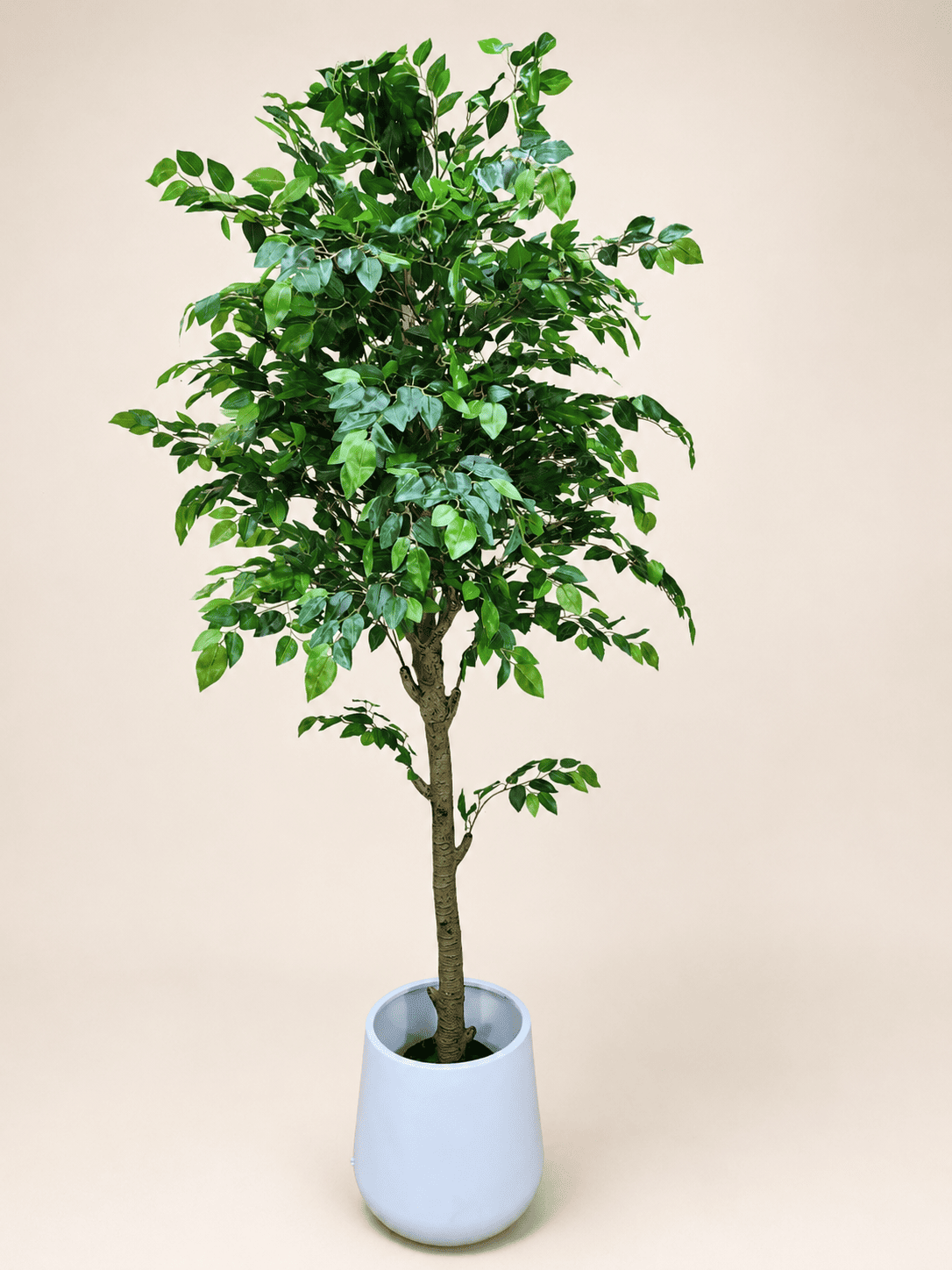 Large artificial ficus tree with green leaves in a light blue pot