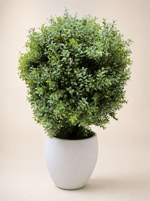Artificial Ehretia ball topiary in white textured planter, dense bright green foliage