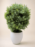 Artificial Ehretia ball topiary in white textured planter, dense bright green foliage
