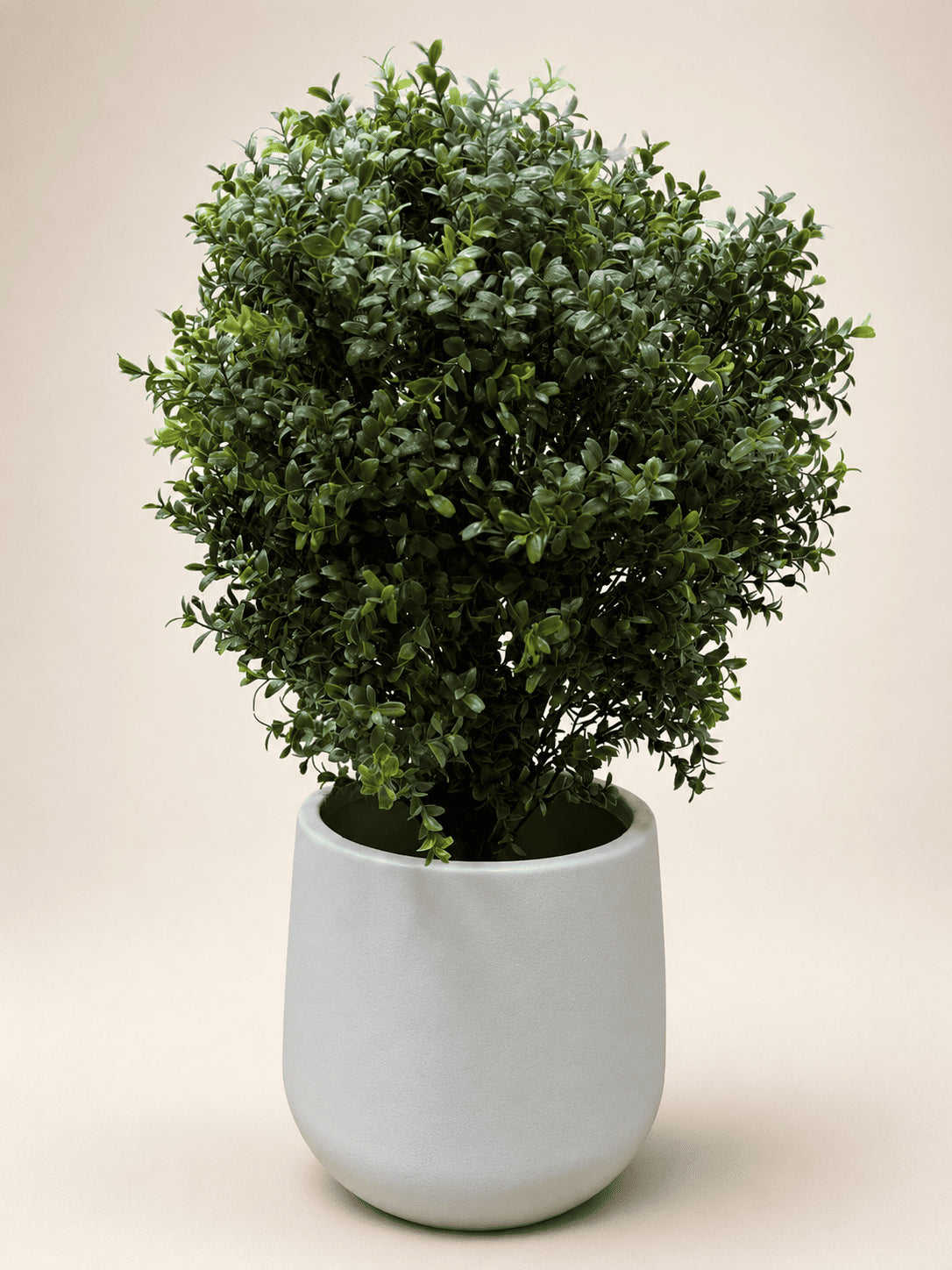 Artificial Ehretia ball topiary in white planter pot, thick dark-to-bright green leaves