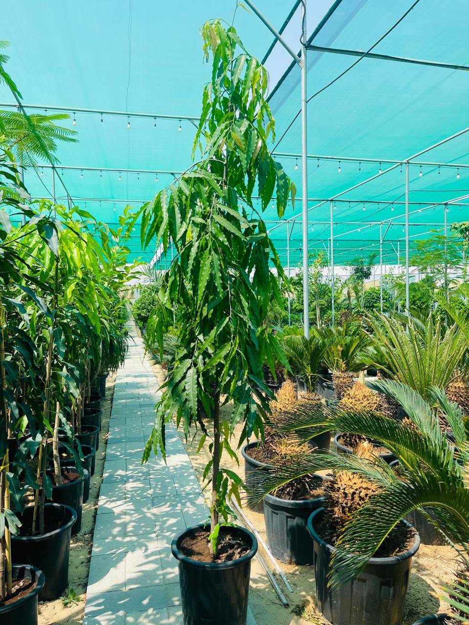 Potted Ashoka Tree sapling in nursery pot, long drooping green leaves