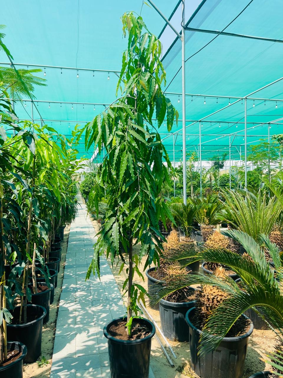 Ashoka Tree