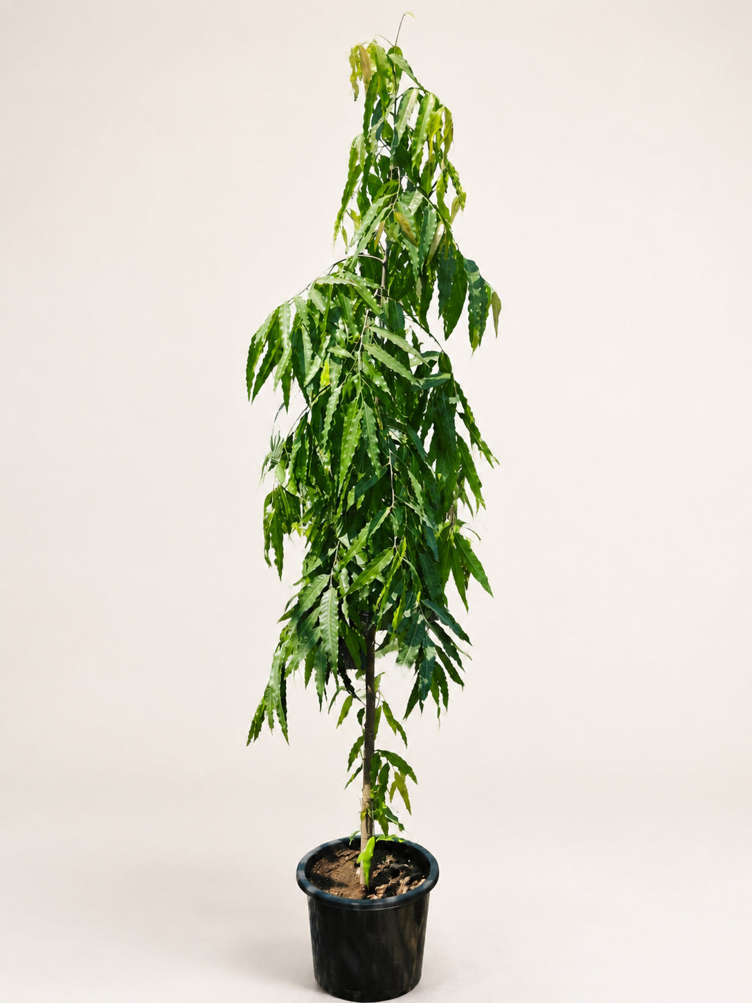 Ashoka tree sapling in black nursery pot, with long drooping green leaves