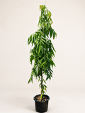 Ashoka tree sapling in black nursery pot, with long drooping green leaves