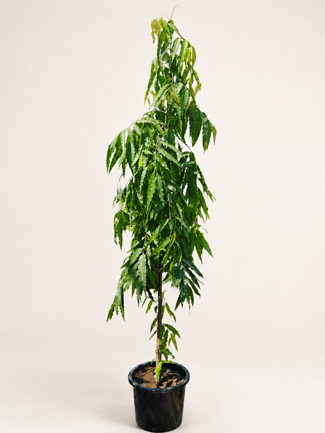 Ashoka tree sapling in black nursery pot, with long drooping green leaves