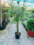 Bamboo Palm 3PP