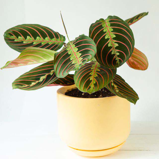 Prayer plant in light yellow ceramic pot with green leaves and red pinstripes