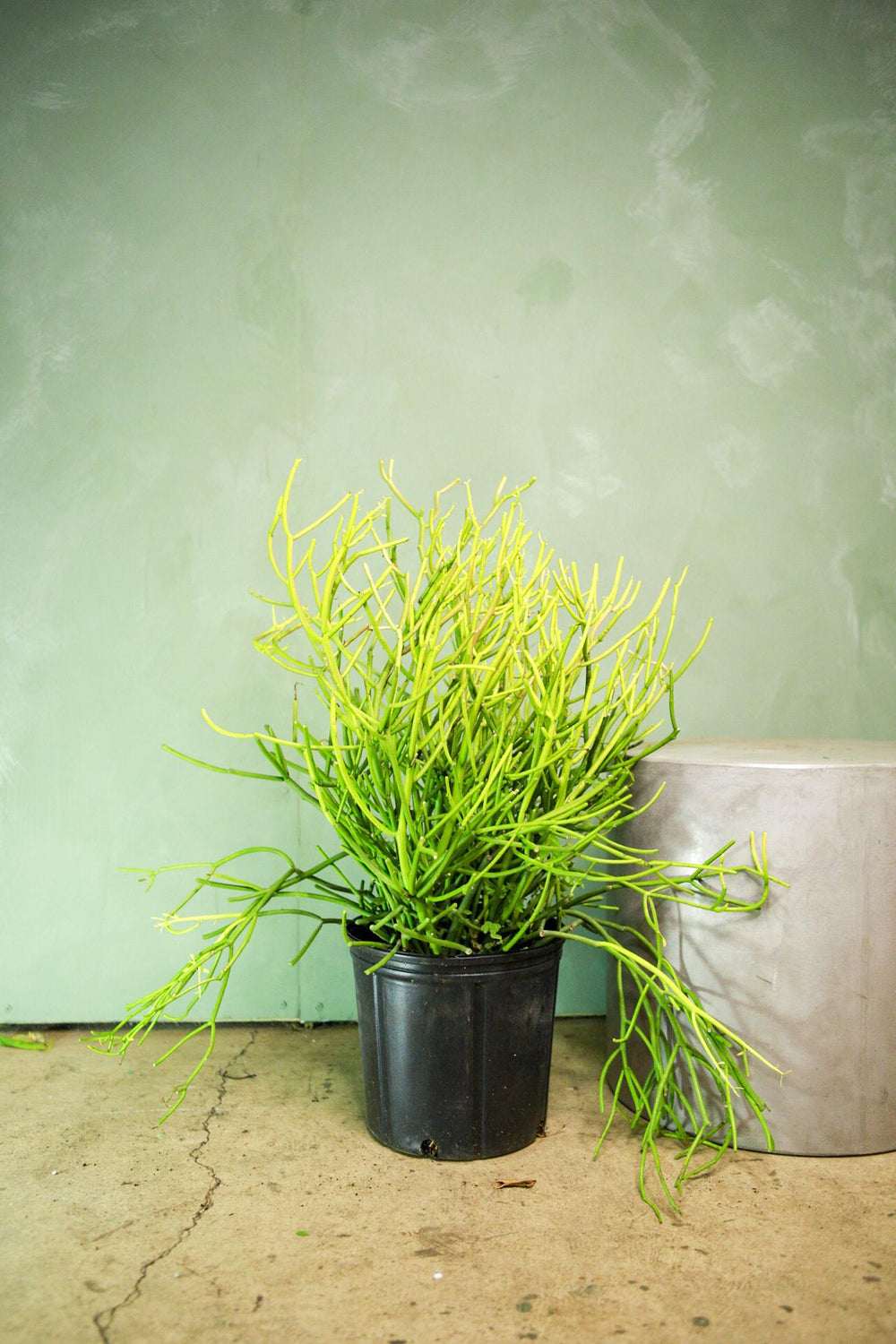 Pencil cactus in black nursery pot with dense lime-green stems