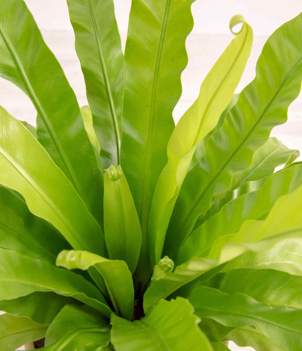 Bird's nest fern close-up with bright green curled leaves from center