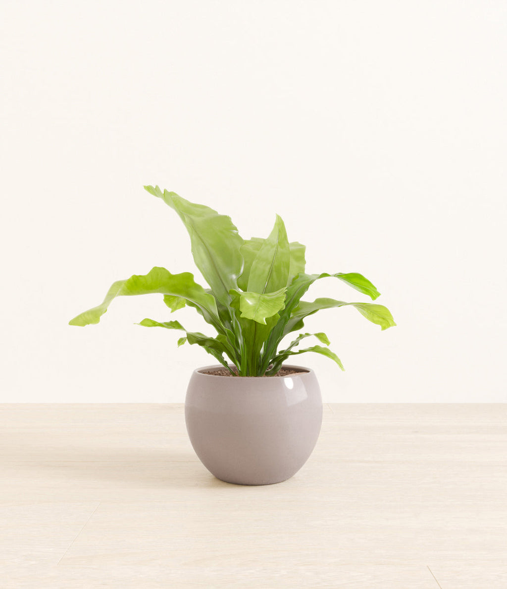 Bird's Nest Fern