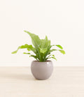 Bird's Nest Fern