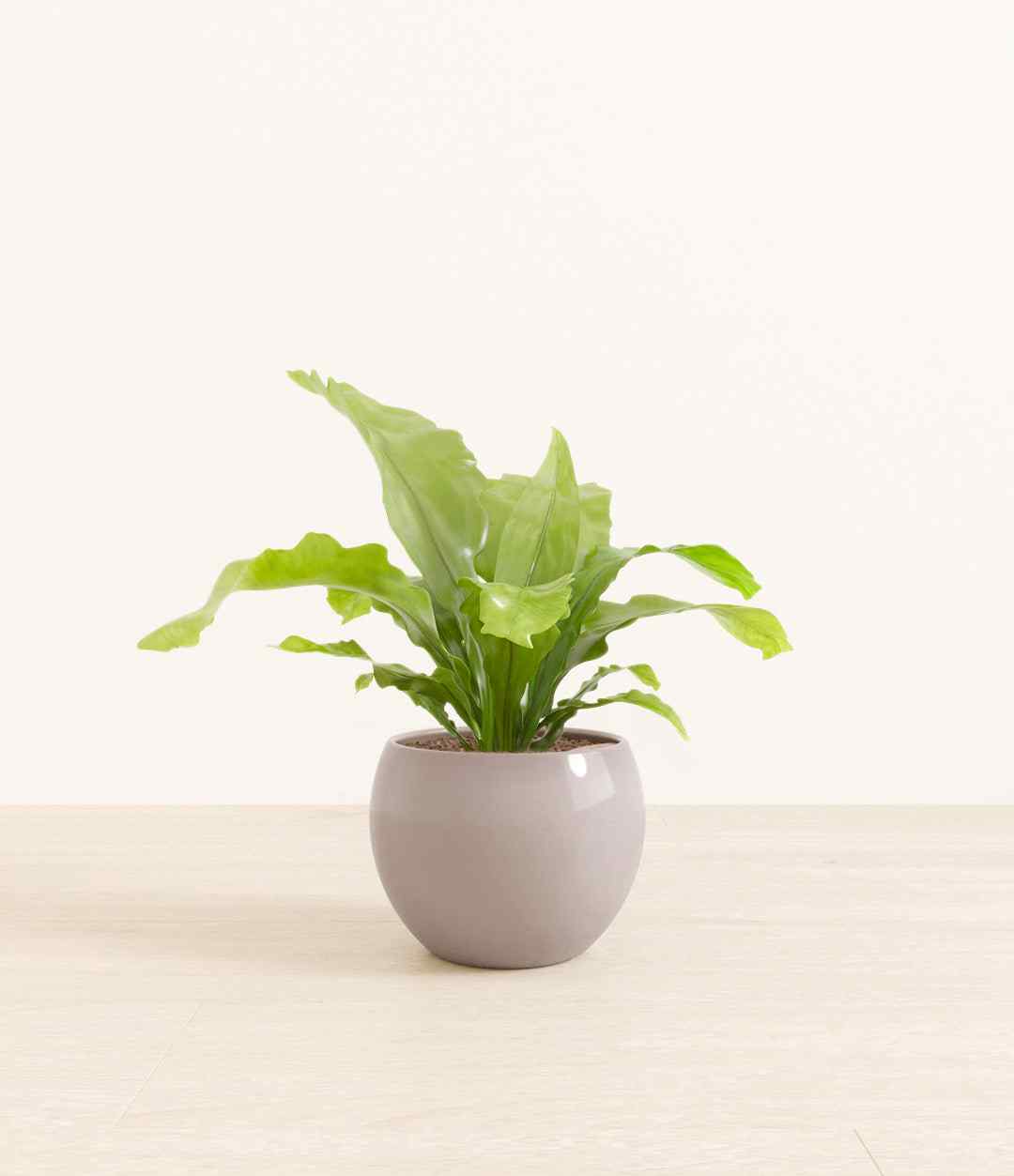Bird's nest fern in gray ceramic pot with upright green fronds