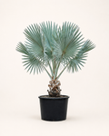 Bismarck Palm | 2.0–2.5 m