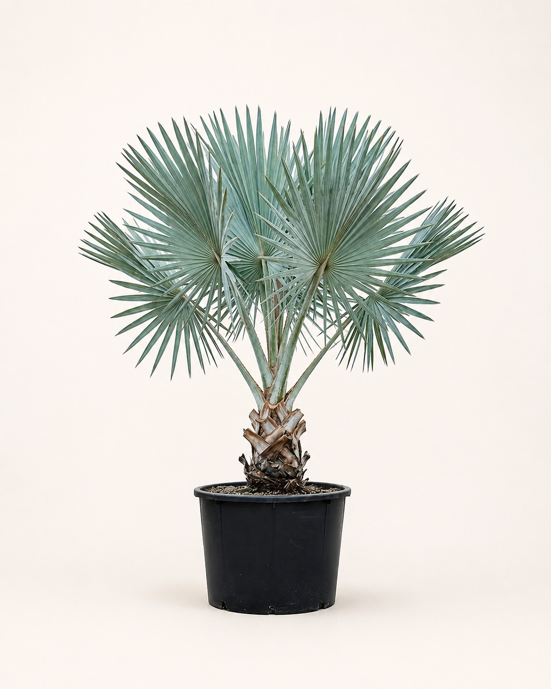 Bismarck Palm | 2.0–2.5 m