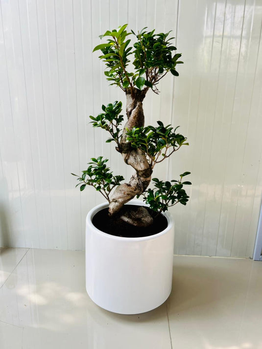 Ficus Bonsai - S Shape