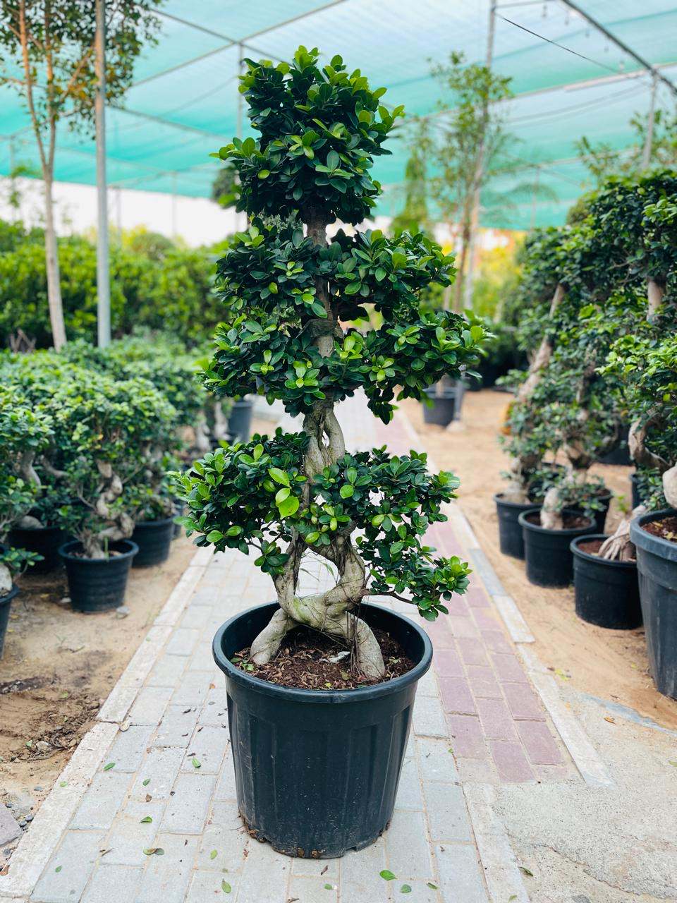 Dark potted ficus bonsai tree with dense green foliage and twisted trunk