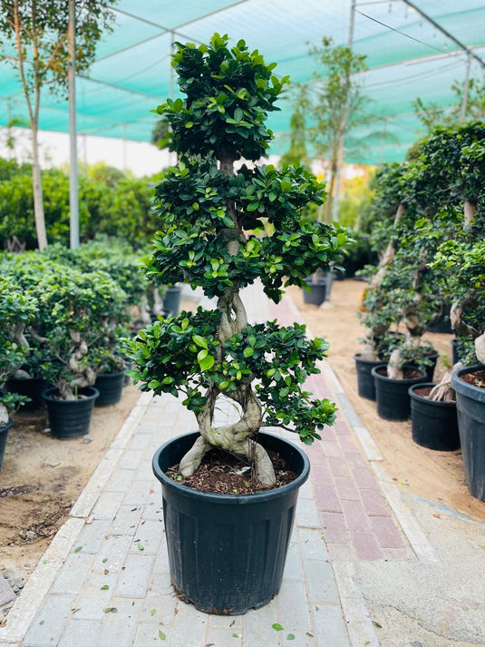 Ficus Bonsai 8 Shape