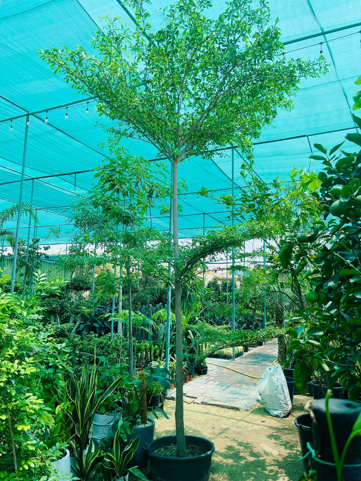 Potted Bucida tree sapling with green foliage, supported by a stake