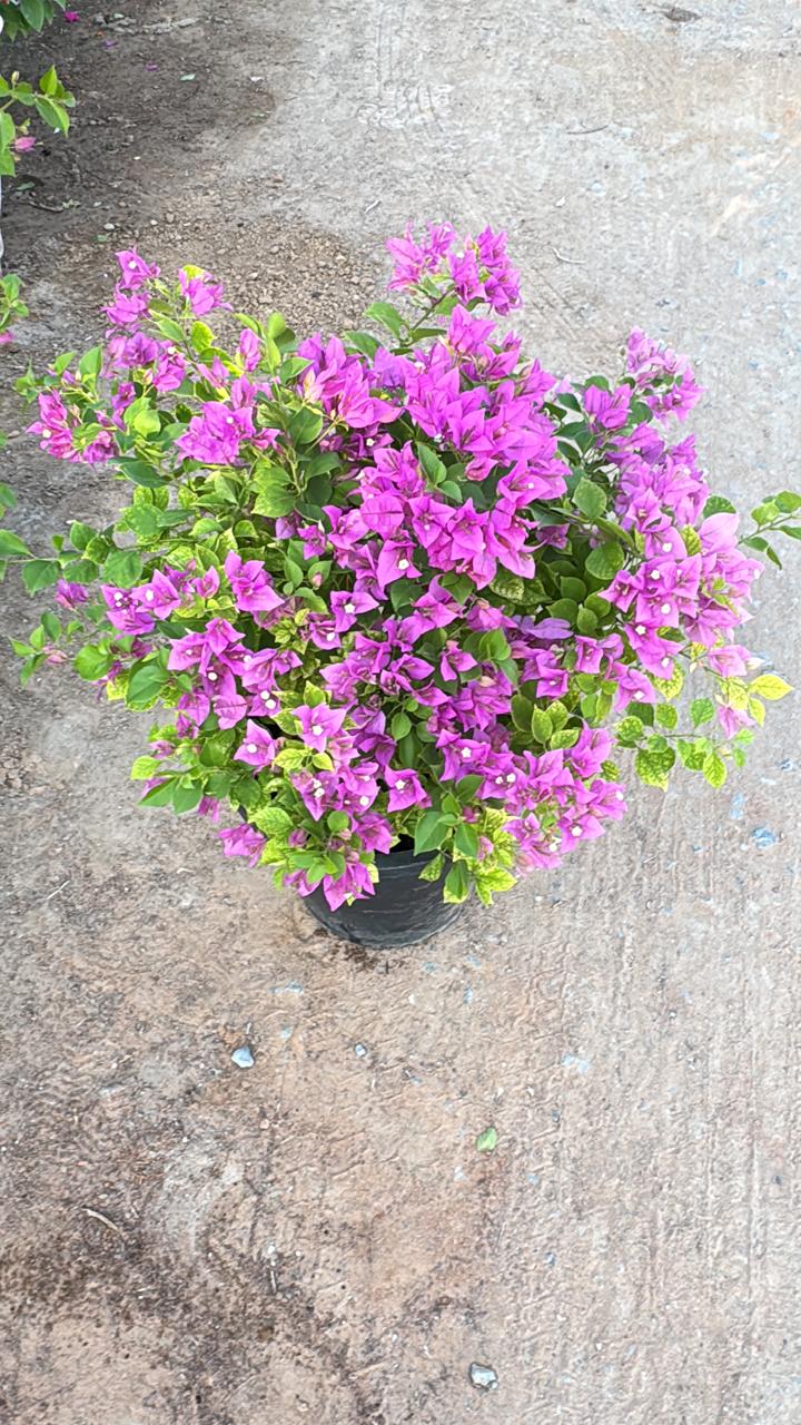 Bougainvillea Alexandra in a black nursery pot, covered in magenta-purple bracts with bright green leaves
