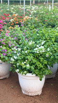 Round pruned white bougainvillea in a white pot, with pink, purple, red and orange bougainvillea behind at the MyPlants nursery in Dubai