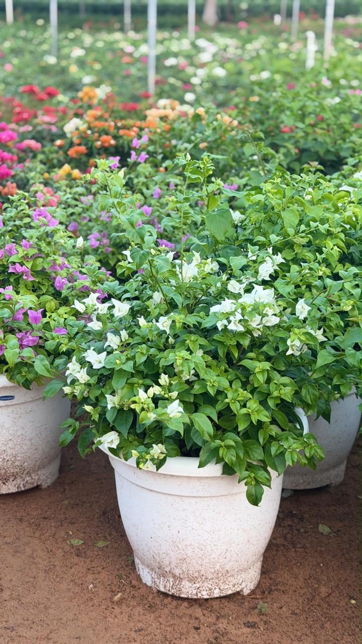 Round pruned white bougainvillea in a white pot, with pink, purple, red and orange bougainvillea behind at the MyPlants nursery in Dubai