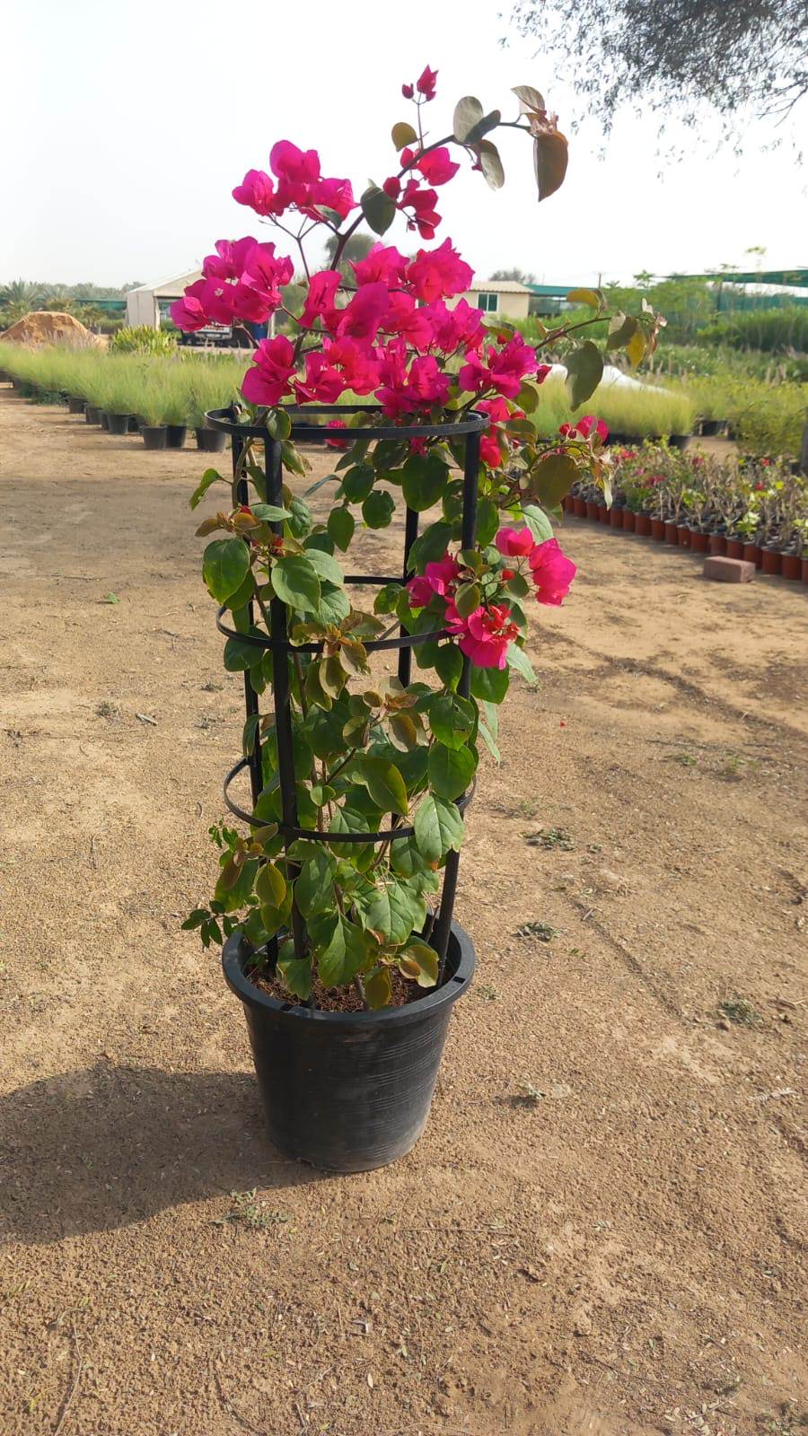 Potted Bougainvillea with bright red-magenta flowers and green leaves in a dark nursery pot