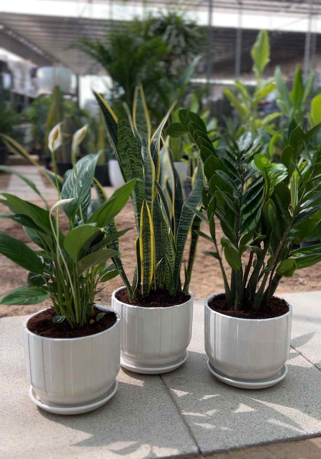 Three potted indoor plants in white ceramic planters