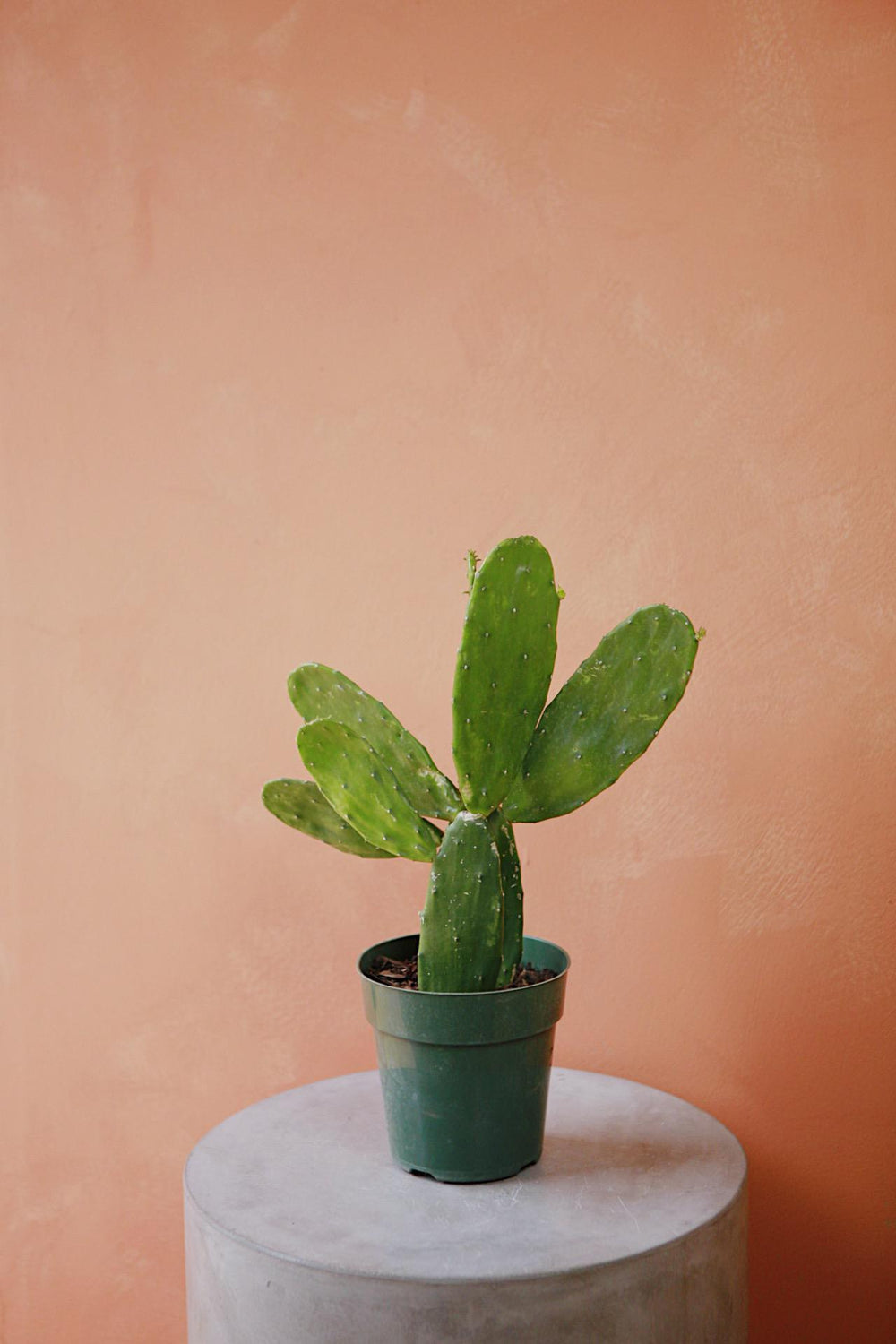 Prickly Pears Cactus