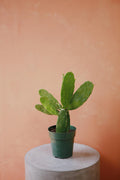 Prickly Pears Cactus