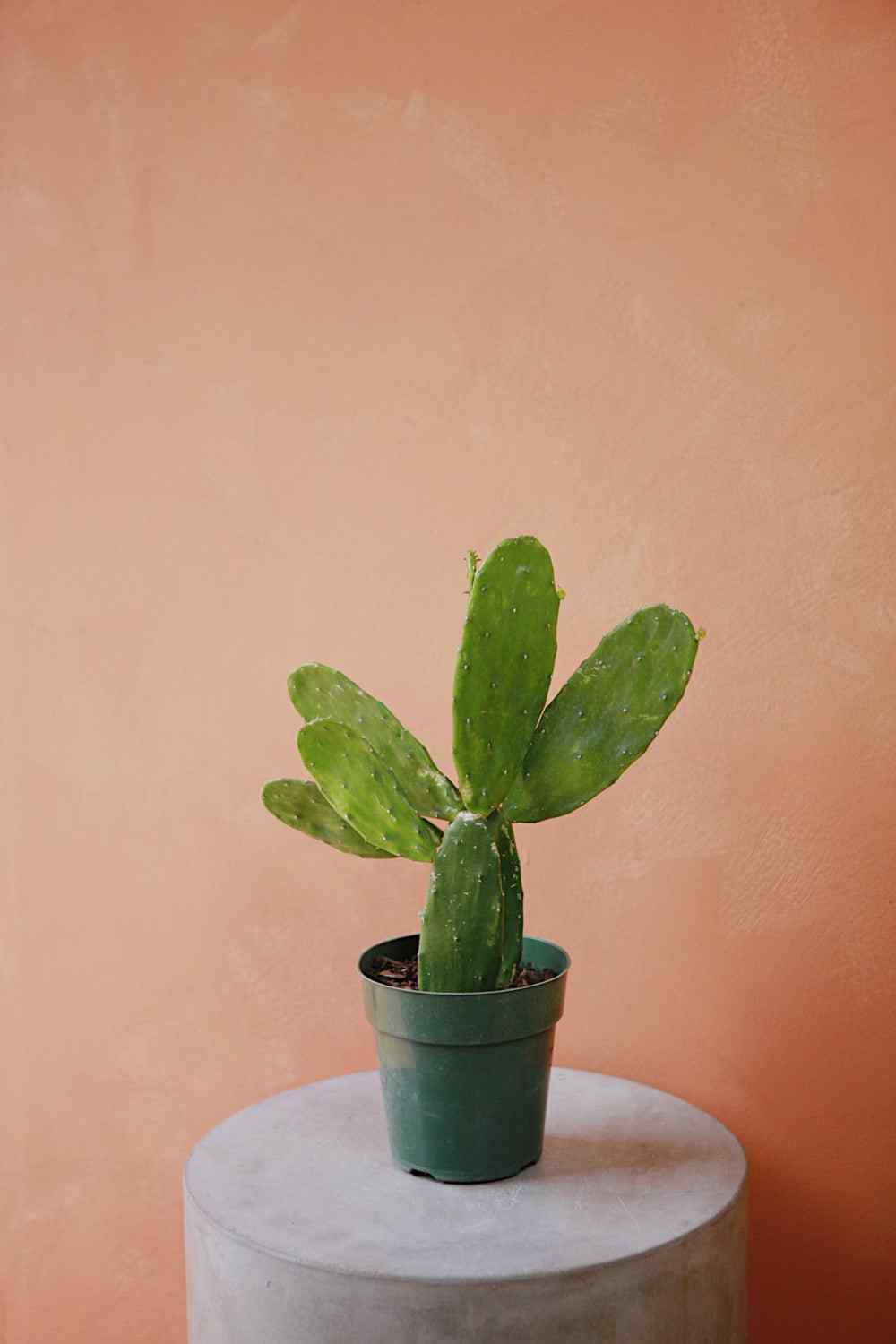 Prickly pear cactus in green nursery pot with upright paddle pads