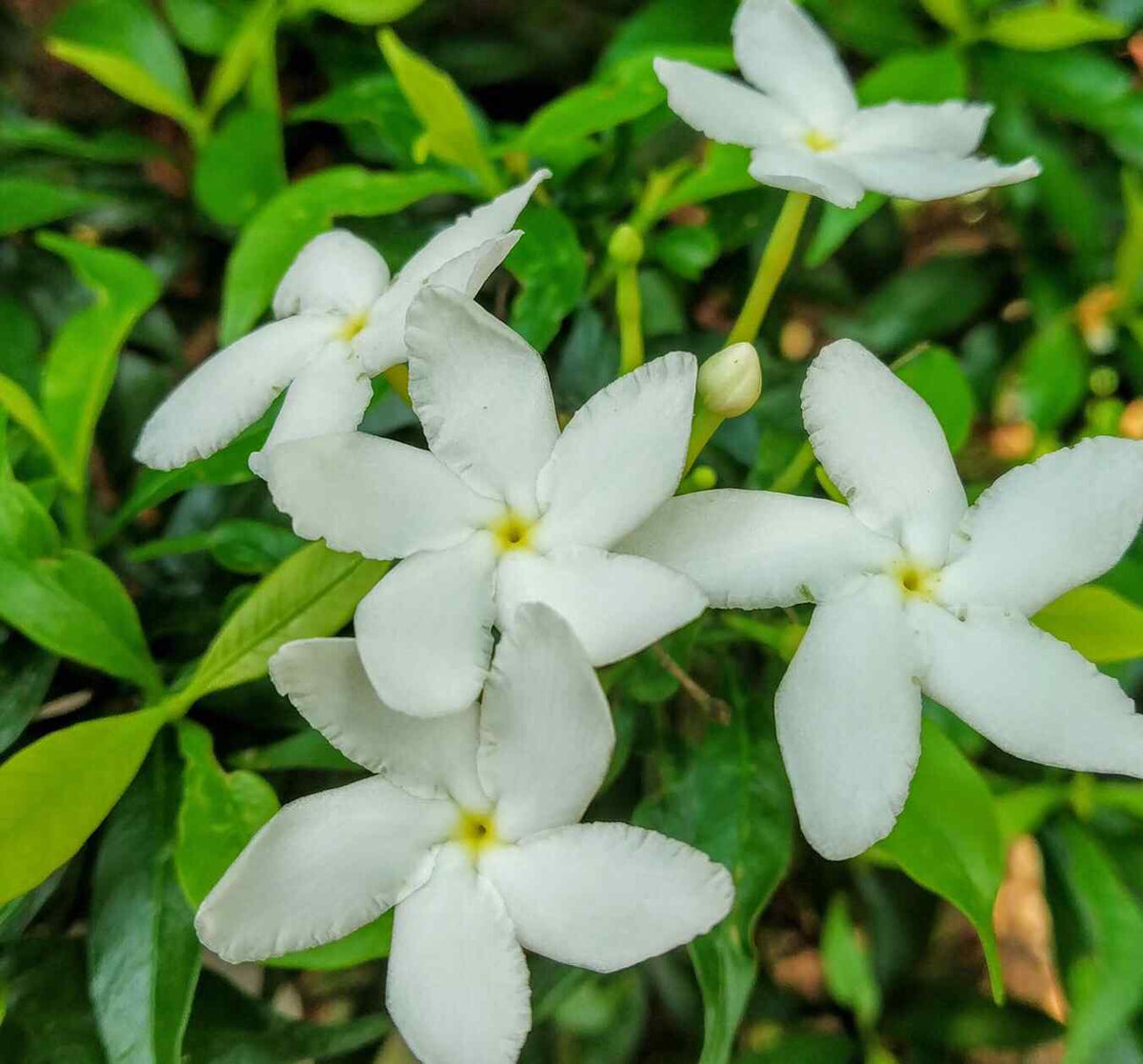 Crepe jasmine with white five-petal star flowers