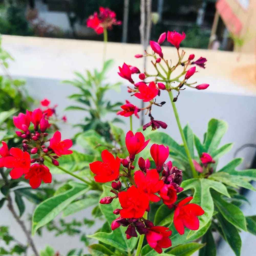Spicy Jatropha plant with clusters of bright red flowers and green leaves