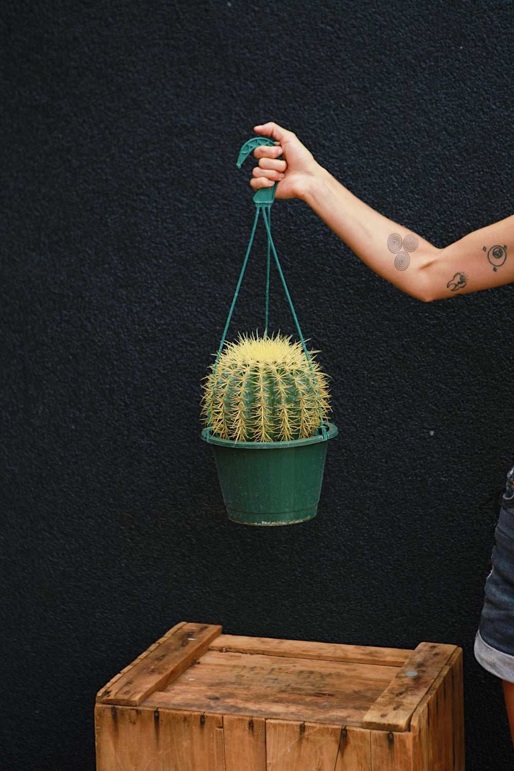 Barrel cactus in dark green nursery pot held by hand with teal hanger