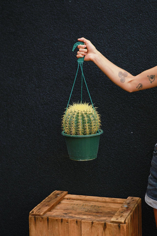 Barrel Cactus