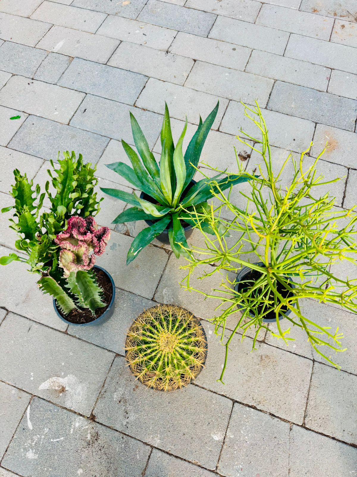 Small succulent bundle in black pots: agave, ball cactus, and leafy cactus stems