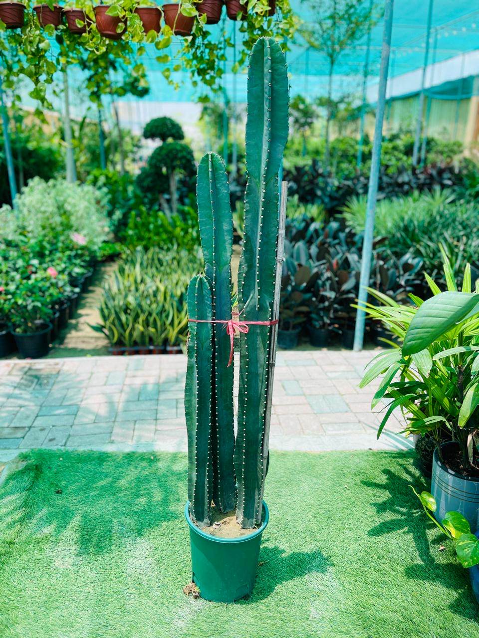 Three tall green cactus plants with spines in a green pot