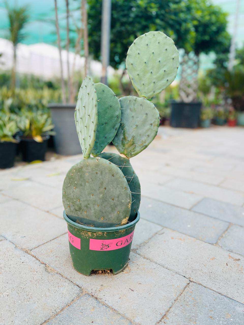 Wheel cactus in green pot with three flat round paddle pads