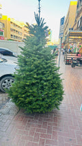 Canadian Fraser Fir Christmas tree, full green conical shape with dense branches