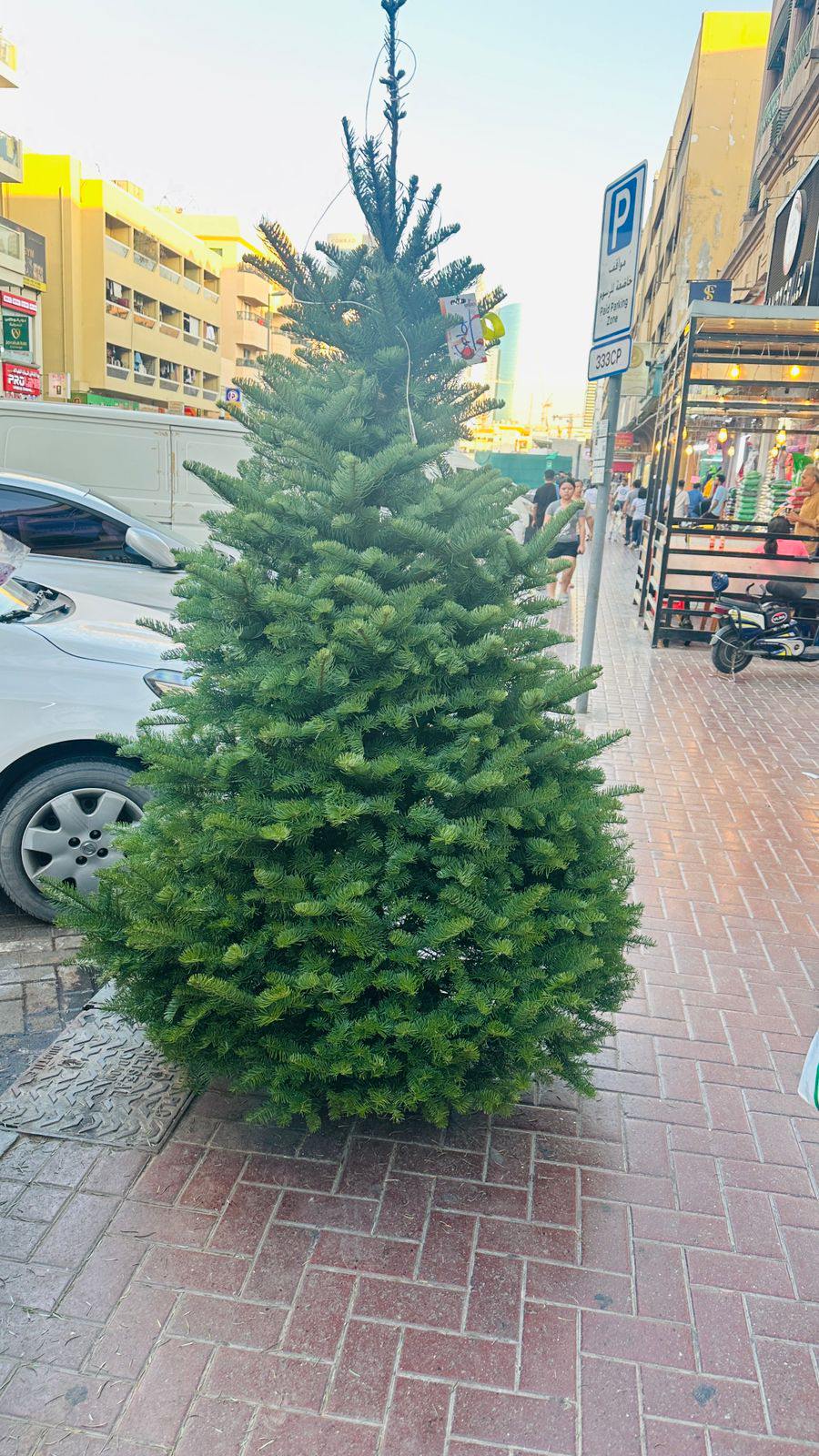 Canadian Fraser Fir Christmas tree, full green conical shape with dense branches