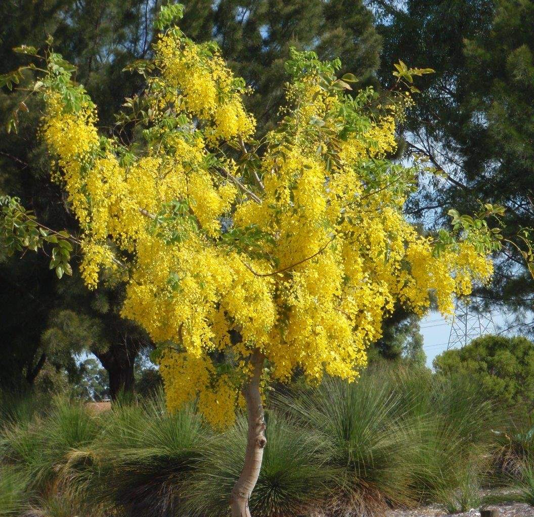 Golden shower tree with bright yellow feathery blossoms on a single trunk