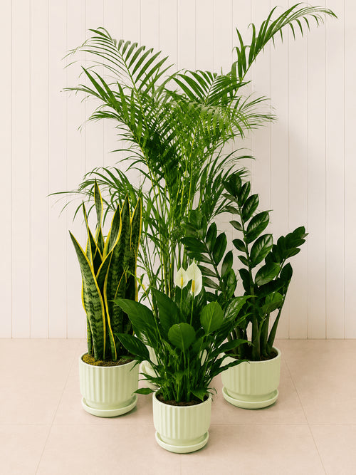 Bundle of indoor air-purifying plants in white ceramic pots, lush green leaves