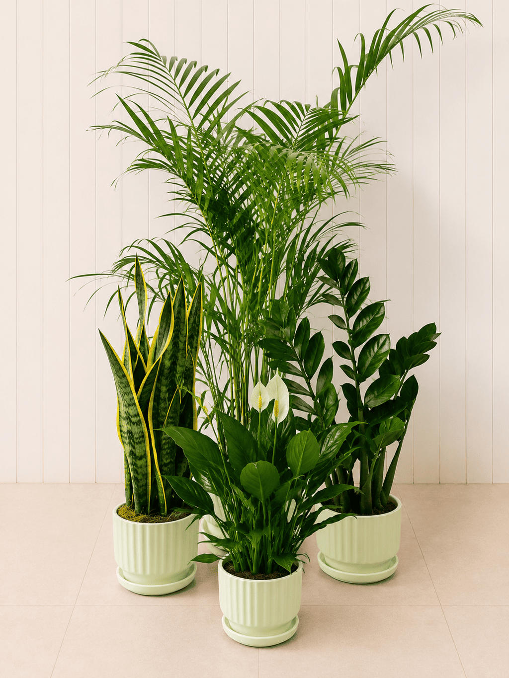 Bundle of indoor air-purifying plants in white ceramic pots, lush green leaves