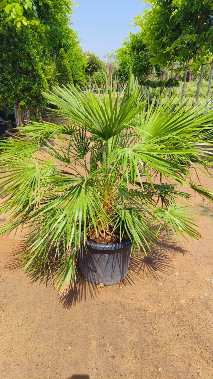 Chamaerops palm in dark fabric pot with dense green fan fronds