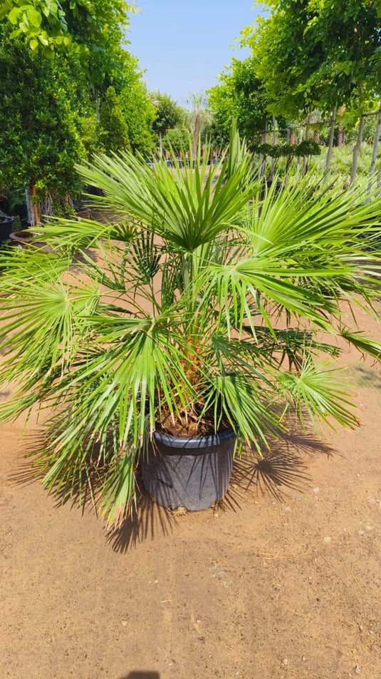 Chamaerops Palm