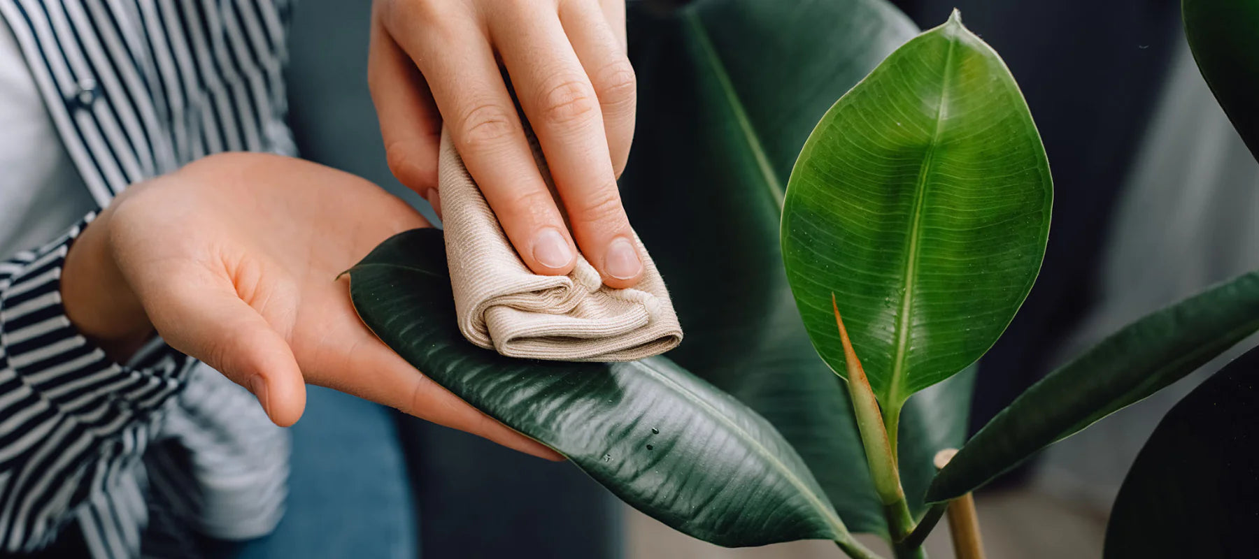 Leaf Cleaning and Grooming