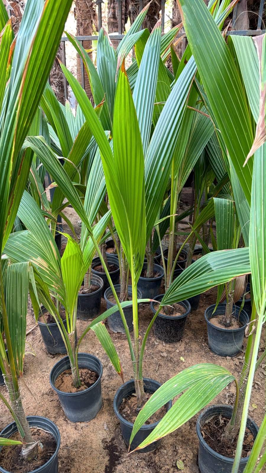 Coconut Palm