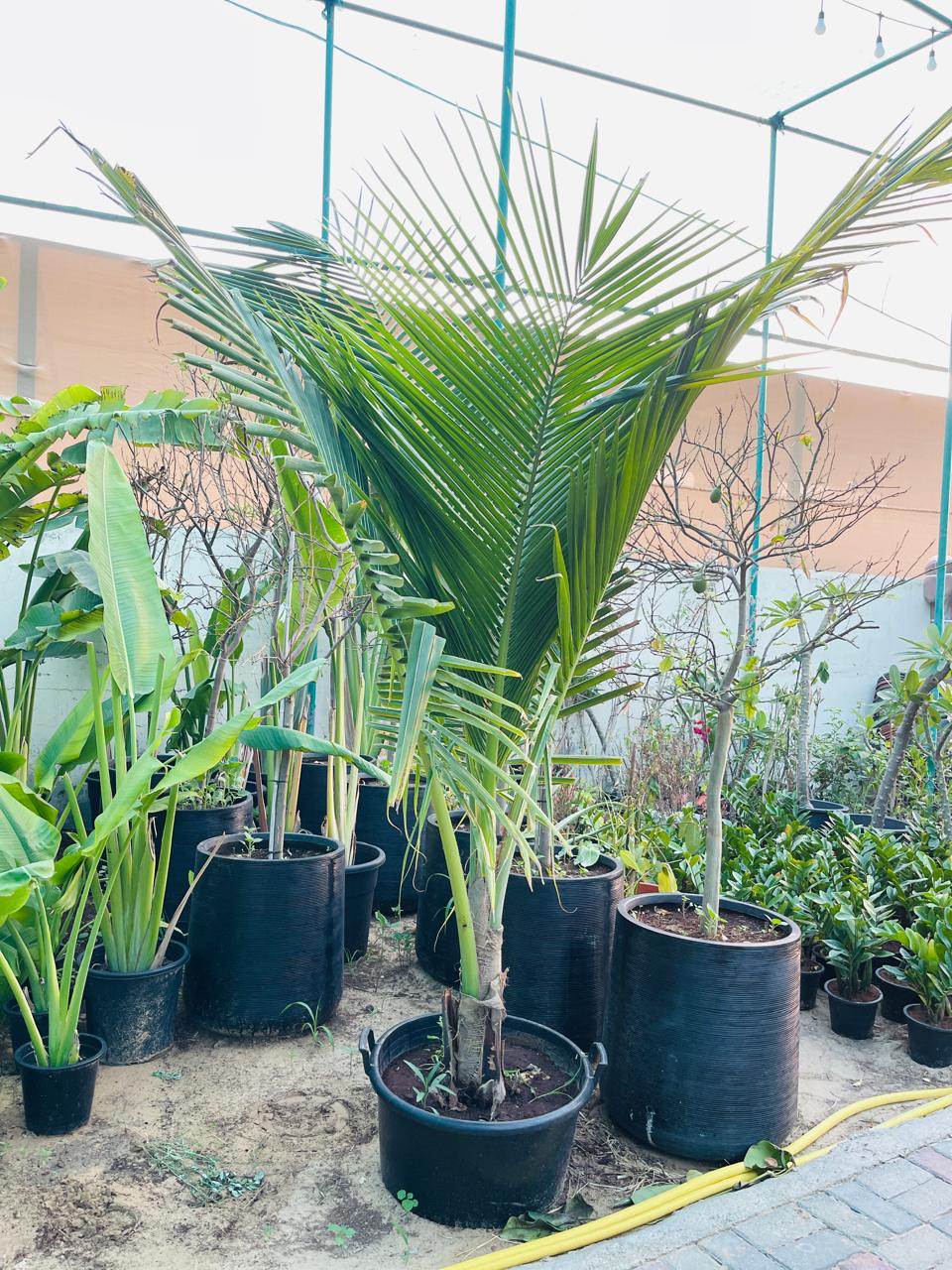 Potted coconut palm tree with green fronds in a dark nursery pot