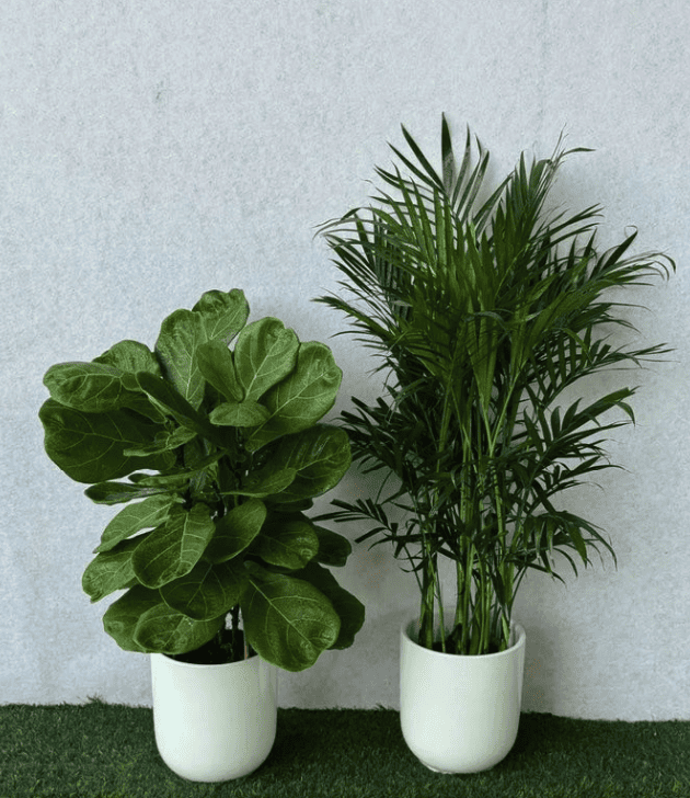 Two green leafy plants in white round pots, indoor potted plant set